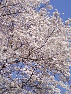 清水公園の桜