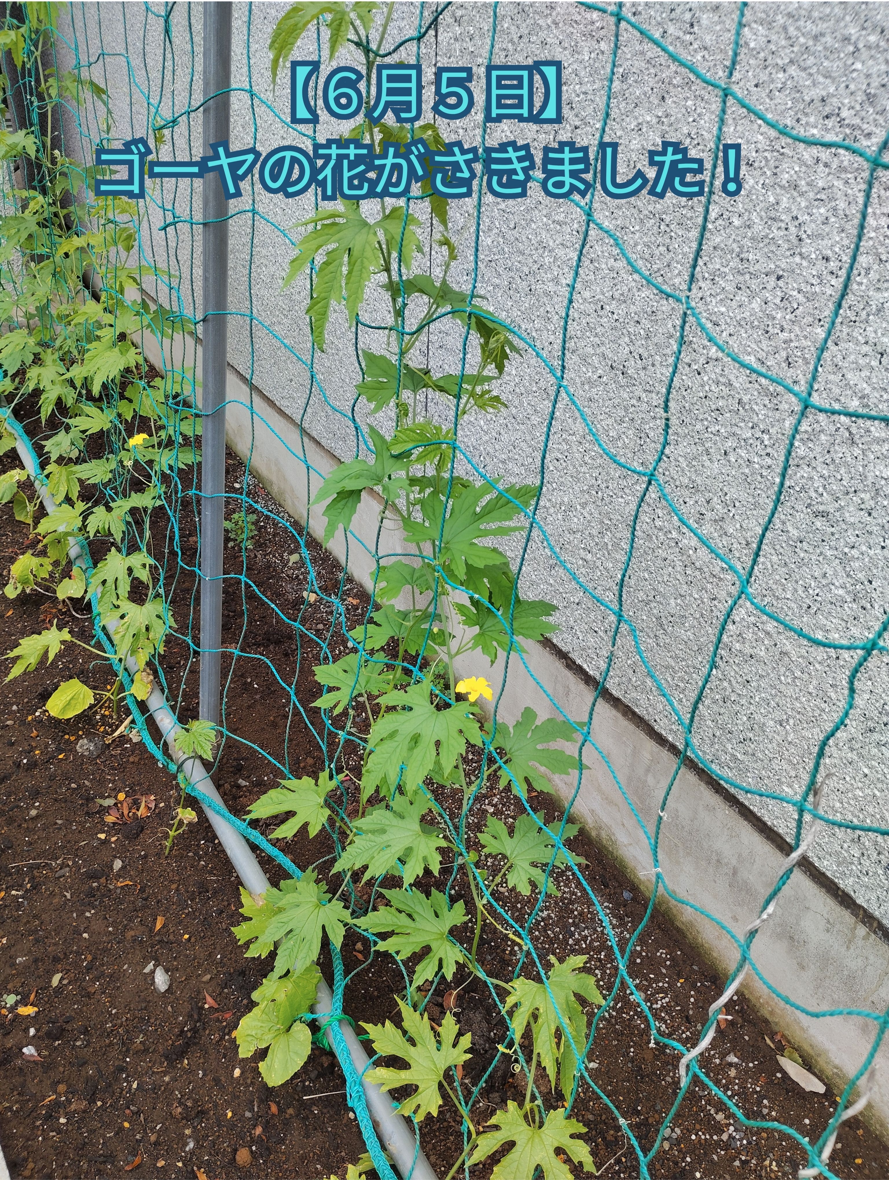 ゴーヤと朝顔